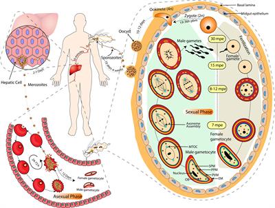 Gametogenesis in Plasmodium: Delving Deeper to Connect the Dots